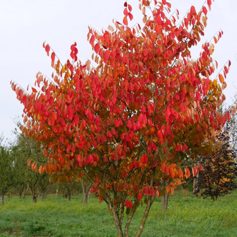 Oczar pośredni Arnold Promise (C2)