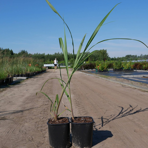 Miskant kwiecisty (C2)