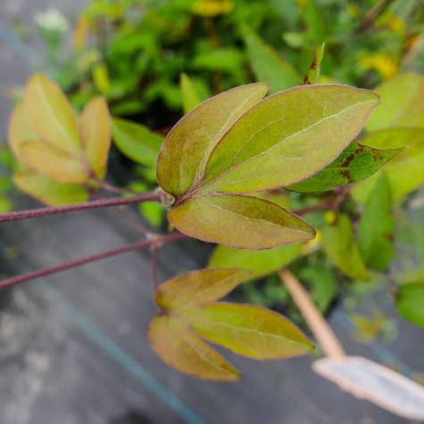 Powojnik Clematis wielkokwiatowy The President