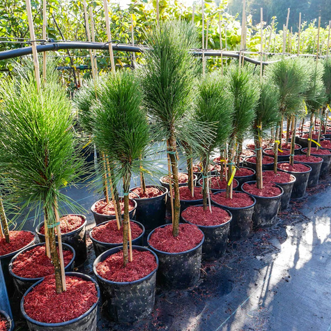Sosna czarna Obelisk szczepiona na pniu Pa40cm
