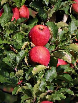 Jabłoń Tradycyjna Czerwona Plant Pack