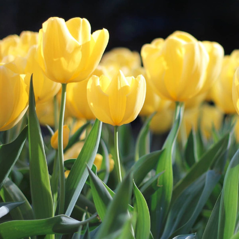 Tulipan doniczkowy Yellow Baby