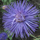Aster chiński igiełkowy wysoki niebieski 1g