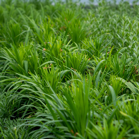 Liatra kłosowa Kobold (C2)