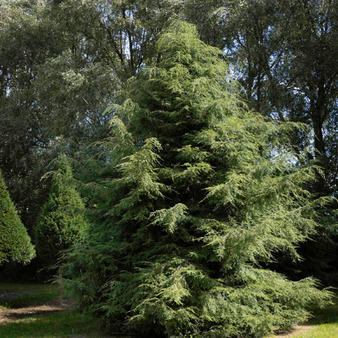 Choina Kanadyjska (C2)