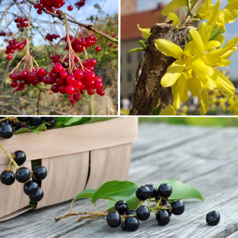 Zestaw Wiosenny Kwiatowy Ogród Plant Pack
