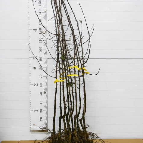 Śliwa Taste pyszna Plant Pack