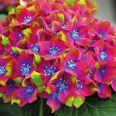 Hortensja ogrodowa 'Schloss Wackerbarth'