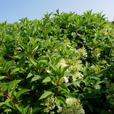 Hortensja bukietowa Living Strawberry Bloosom (P9)
