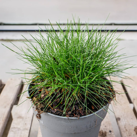 Kostrzewa Gautieria (C2)