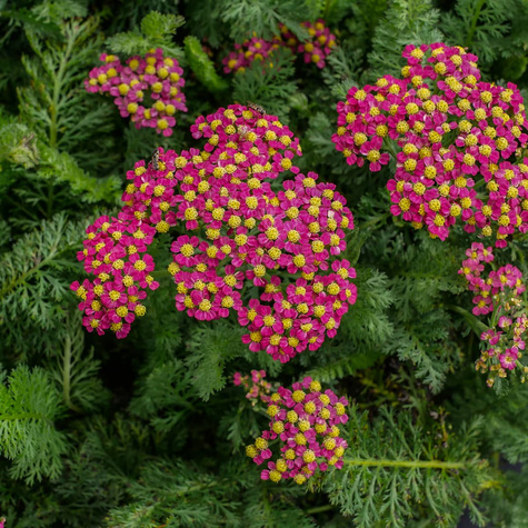 Krwawnik ogrodowy Milly Rock Cherry