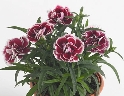 Goździk ogrodowy "Sunflor Sofia" czerwono-biały sadzonka w doniczce