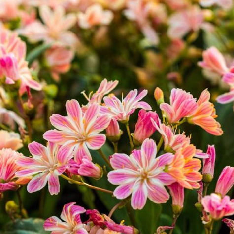 Lewizja Sunset Hybrids (C2)