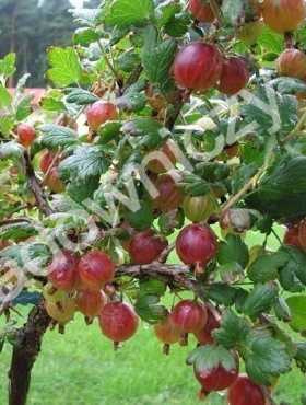 Agrest czerwony bezkolcowy Spine Free na pniu w doniczce