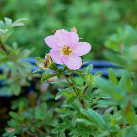 Pięciornik krzewiasty Lovely Pink (P9)