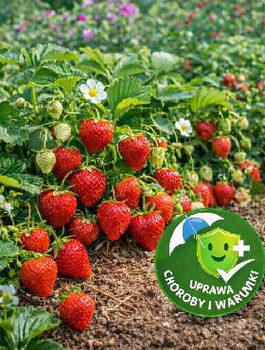 Zestaw Odpornych Odmian Truskawek Frigo
