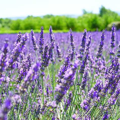 Lawenda wąskolistna lekarska Dwarf Blue (C2)