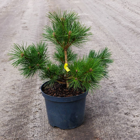 Sosna czerwona Watnong szczepiona na pniu Pa 40cm