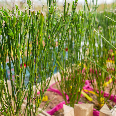 Szczodrzeniec Żarnowiec Hollandia różowo-biały (C2)