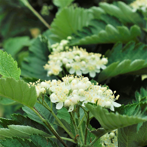 Jarząb turyński Fastigiata (obw.12-16cm H250/350)