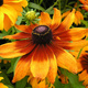 Rudbekia dwubarwna 0,5g
