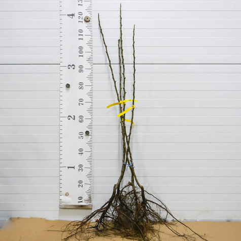 Grusza Gigantyczne owoce Plant Pack