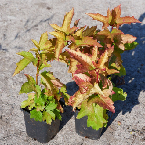 Kalina koralowa 'Park Harvest' (P9)