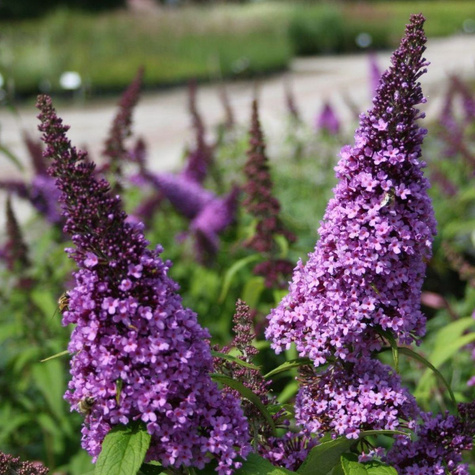 Budleja Dawida 'Peacock' (C2)