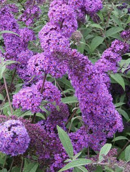 Budleja Dawida 'Border Beauty' (C2)