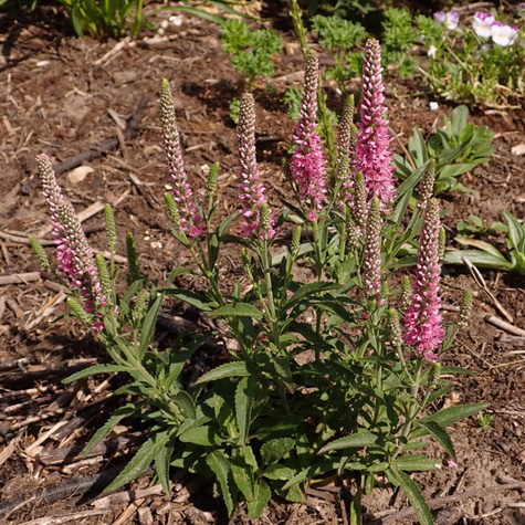 Przetacznik kłosowy Rosa Zwerg (C2)