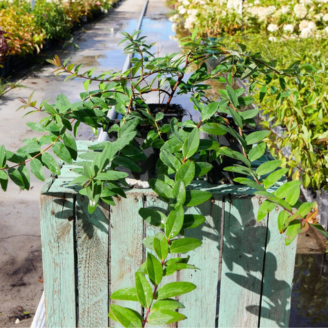 Dziurawiec Hidcote (P9)