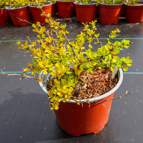 Berberys thunberga Sunny (C2)