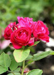 Róża parkowa CZERWONA