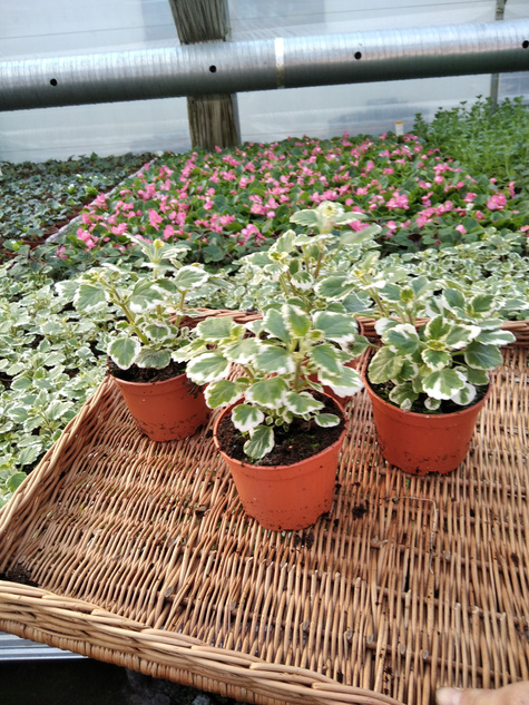 Komarzyca Komarowiec Porzelnica odstrasza mole i komary