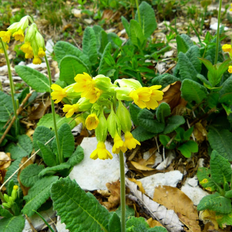 Pierwiosnek lekarski Pure Yellow (C2)