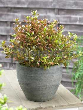 Koprosma 'Evening Glow' ®