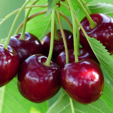Czereśnia Bardzo Duże Owoce Plant Pack