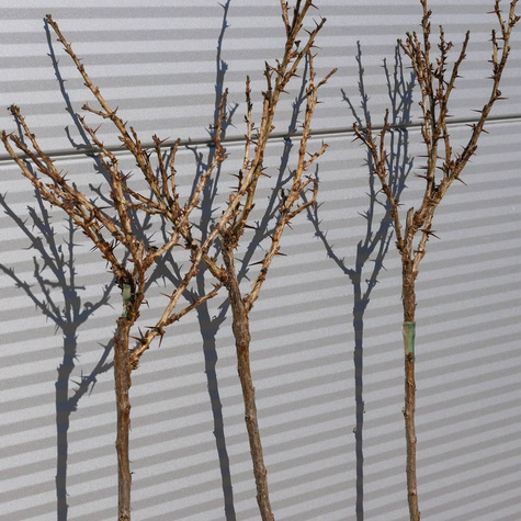 Agrest biały Invicta na pniu Plant Pack