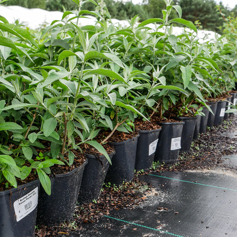 Budleja Dawida Flower Power (C2)