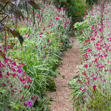 Firletka kwiecista Atrosanguinea (C2)