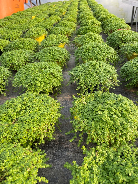 Mięta ozdobna Mini Mint pachnąca Hybryda Nowość