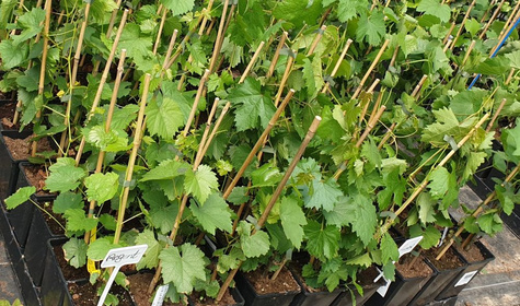 Winorośl winogrona A1704 bezpestkowa