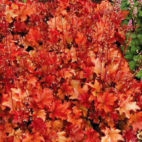 Żurawka ogrodowa Peach Flambe (C2)