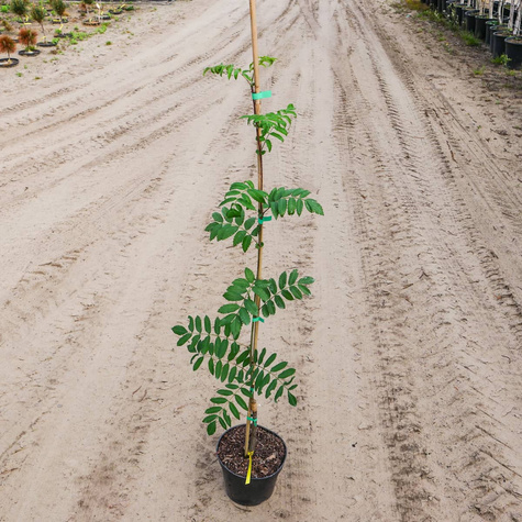 Jarząb Pospolity Edulis