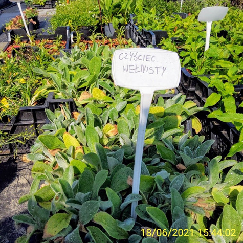 Czyściec wełnisty Stachys byzantina Miododajny