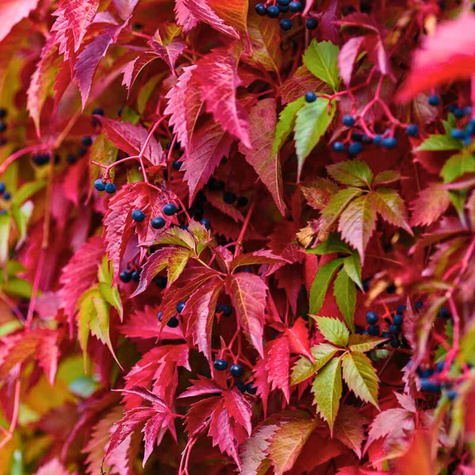 Winobluszcz pięciolistkowy