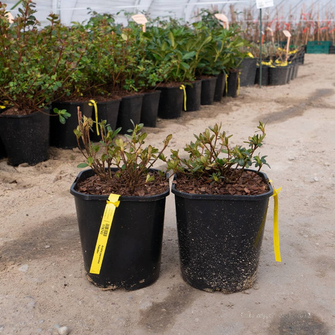 Azalia japońska Takako