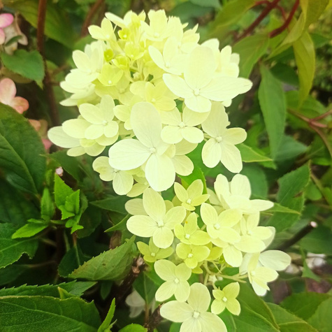 Hortensja bukietowa Mojito (C2)