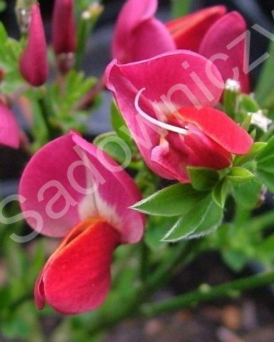 Szczodrzeniec Żarnowiec miotlasty Boskoop Ruby (C2)