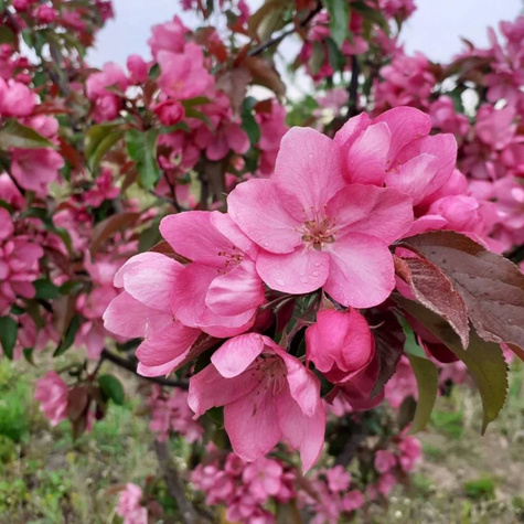 Jabłoń ozdobna rajska Ola